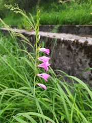 Gladiolus palustris