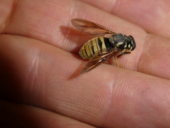 Temnostoma excentrica