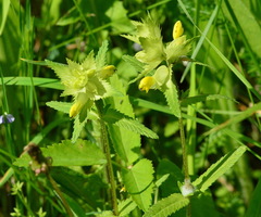 Rhinanthus serotinus aestivalis