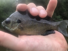 Lepomis macrochirus