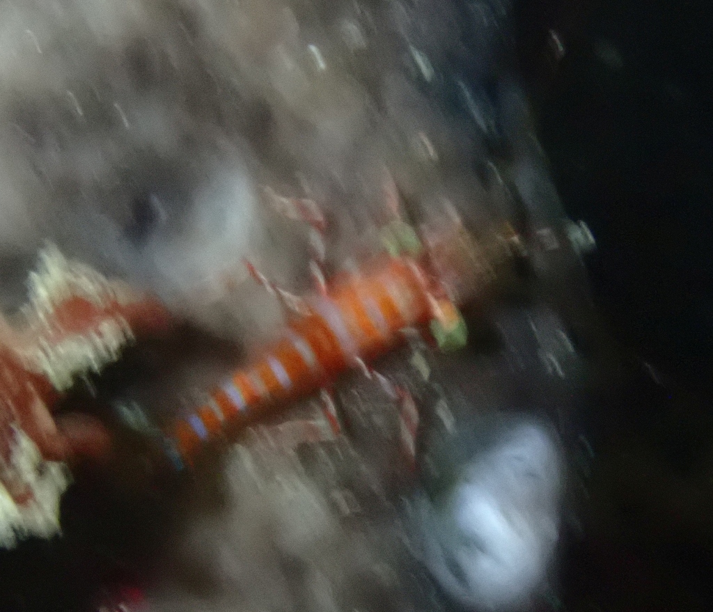 Cinetorhynchus striatus