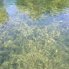 Potamogeton zosteriformis