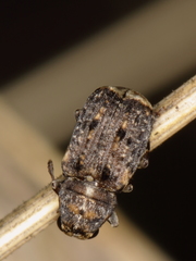 Dissoleucas niveirostris