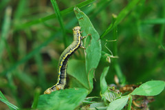 Lycia florentina