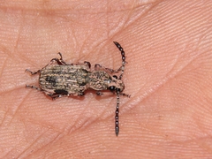 Xylinada
