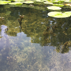 Potamogeton zosteriformis