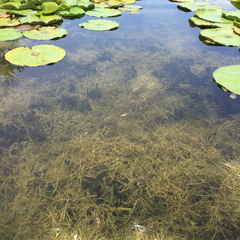 Potamogeton berchtoldii