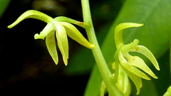 Notylia pubescens