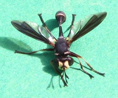 Physocephala sagittaria
