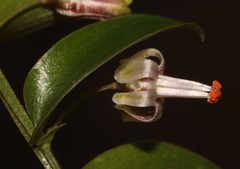 Asparagus multituberosus