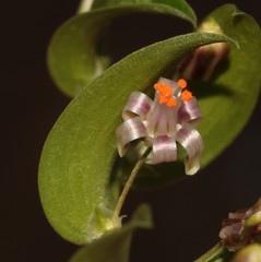 Asparagus multituberosus