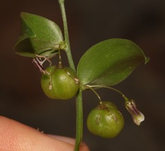 Asparagus multituberosus