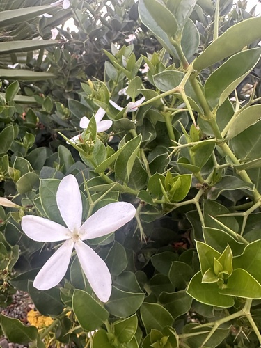 Carissa macrocarpa