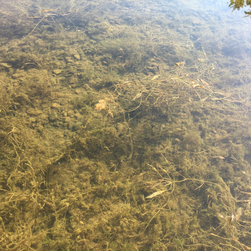 Potamogeton X subsessilis