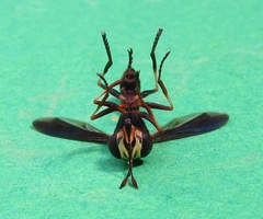 Physocephala sagittaria