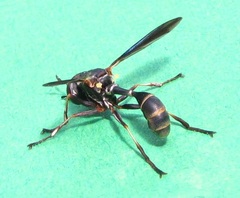 Physocephala sagittaria