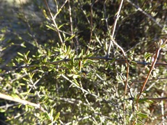 Olearia bullata