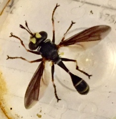 Physocephala sagittaria