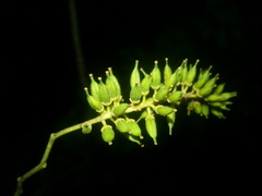Itea virginica