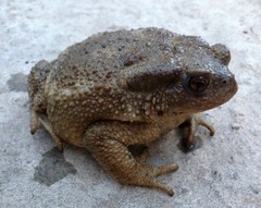 Bufo verrucosissimus