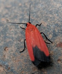 Ptychoglene coccinea