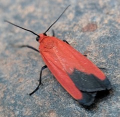 Ptychoglene coccinea