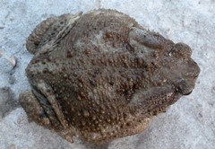 Bufo verrucosissimus