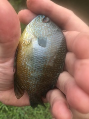 Lepomis megalotis