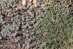 Indigofera burchellii