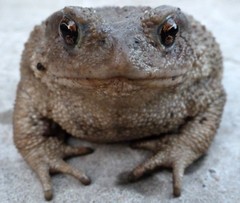 Bufo verrucosissimus