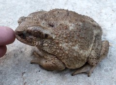 Bufo verrucosissimus
