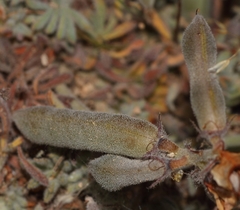 Indigofera burchellii