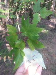 Acer rubrum rubrum