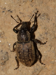 Barynotus obscurus