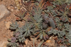 Indigofera burchellii