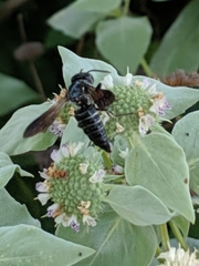 Coelioxys dolichos