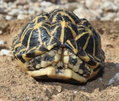 Psammobates tentorius trimeni