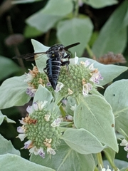 Coelioxys dolichos