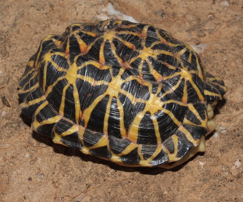 Tent Tortoise