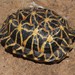 Western Tent Tortoise - Photo (c) Brian du Preez, some rights reserved (CC BY-SA), uploaded by Brian du Preez