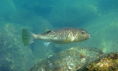 Fine-Patterned Puffer photo 3
