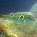 Ocellated Puffer - Photo (c) H.T.Cheng, some rights reserved (CC BY-NC), uploaded by H.T.Cheng