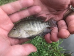 Herichthys cyanoguttatus