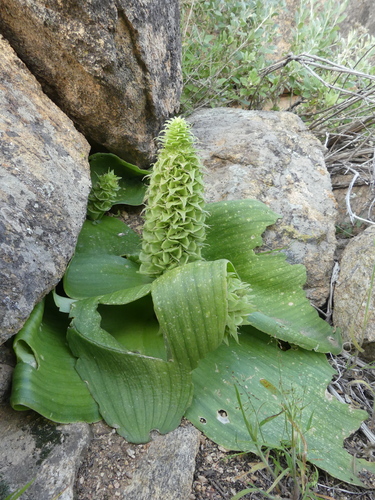 Massonia bifolia (Jacq.) J.C.Manning & Goldblatt