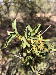 Bullockia setiflora