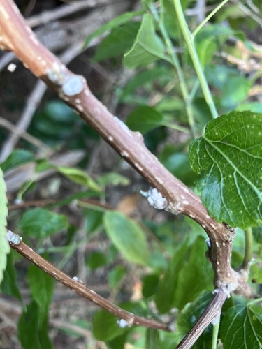Image of Acalypha pubiflora by no rights reserved