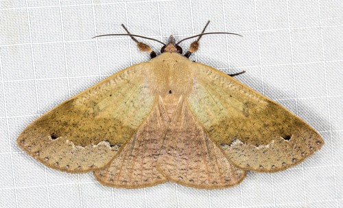 Ophyx ochroptera Guenée, 1852