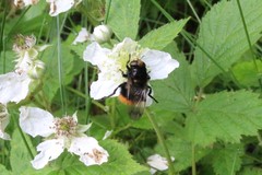 Volucella bombylans