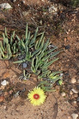 Cephalophyllum pillansii