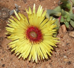 Cephalophyllum pillansii